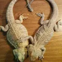 Bearded Dragon Planet