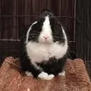 Portelona 🐰