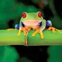 The Reptile kings community