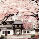 Rising Sun