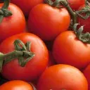 Tomato's kingdom