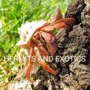 🐚-Hermits and Exotics-🐚