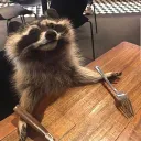 haruka's raccoon family