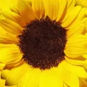 🌻 Salon du Tournesol 🌻