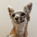 The Taxidermy House Discord Server Icon