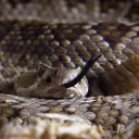The Rattlesnake Den