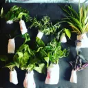 Iowa City Plant Swap