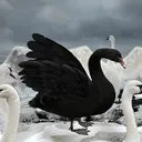 Blackswan Channel