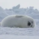 SNOWcord