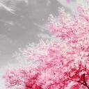 🌸𝐃𝐞𝐨𝐧𝐢𝐭𝐲🌸