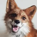 The Fox's Den