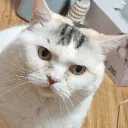 초롱이마이너갤러리