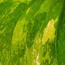 Planties