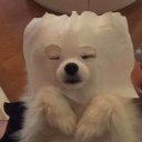 ð“‘ð“¸ð“¸ Server Icon