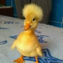 Duck Pond avatar