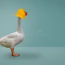 Mother Ducks Nest