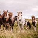 Ponyhof