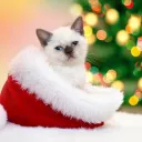 🎄 молчим..