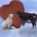 بقرة love