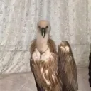 PELUŞ BLANCOS