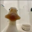 Poxa Pato