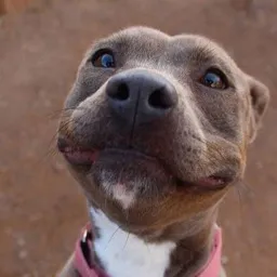 Valik ne dlya naturalov — мониторинг Discord сервера, статистика и рейтинг