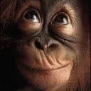 🐒 La Hagraa ~ 💛