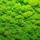 Mosslandia