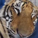 Kittens Incest Love and Lust