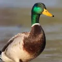 duckingdom