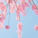 cherri cos club Discord server icon