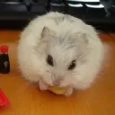 Hamster's Haus