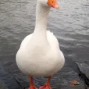 GooseTechTips