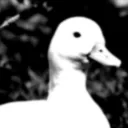 Dux