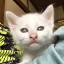 ネコのサーバー