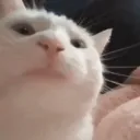 はるさめ鯖(自由度高め)
