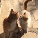 Hangout for the gays's icon