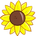 Nesmeraldas Sonnenblumenfeld
