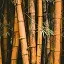 Bamboo Zone