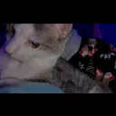 peeka's bitches