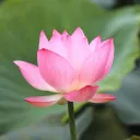 lotus smp