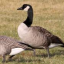 da goose club Server Icon