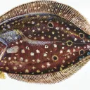 The Flounder Tank
