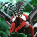 mace's moth world // mothvivor