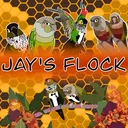 Jay’s Flock