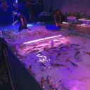 The Koi Pond