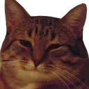Church of Understand/Concerncat