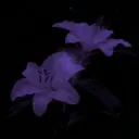 𝓥𝓲𝓸𝓵𝓮𝓽 𝓛𝓪𝓴𝓮 Discord Server Icon