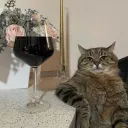 Catopia (seniors only)