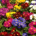 jardín de flores
